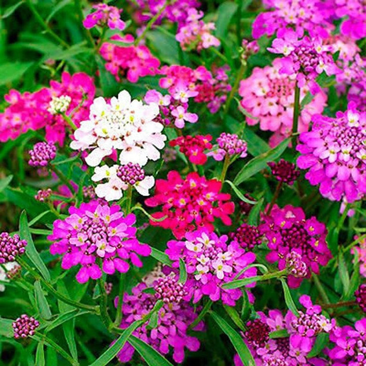 Heirloom Mixed Candytuft Flower Seeds, Non-GMO Colorful Blooms for Planting