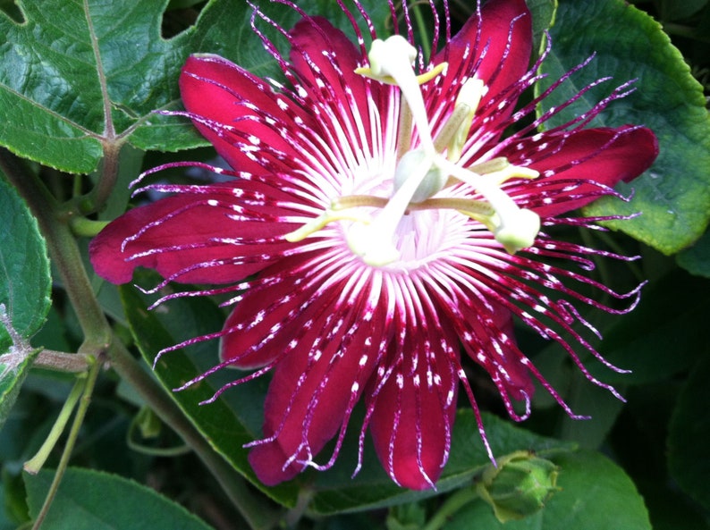 heirloom passion flower seeds