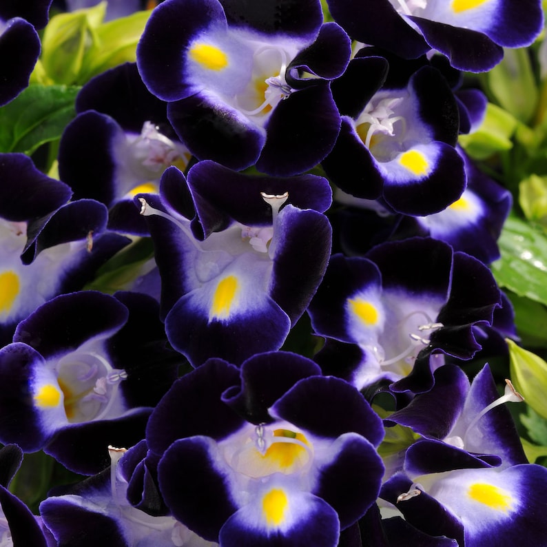 Organic Heirloom Non-GMO Deep Blue Torenia Seeds for Planting – Garden Blooms