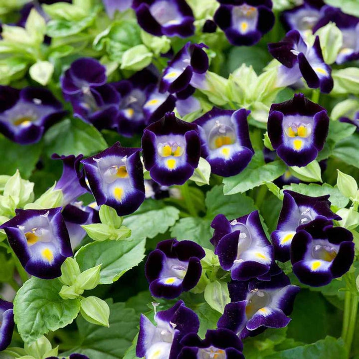 Organic Heirloom Non-GMO Deep Blue Torenia Seeds for Planting – Garden Blooms