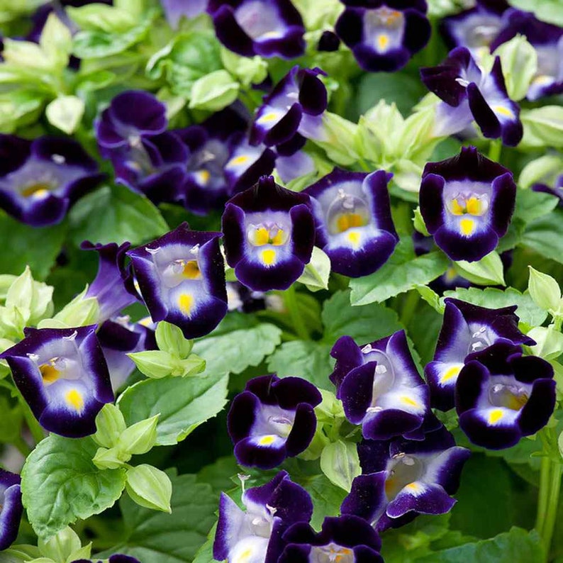 blue organic flower seeds