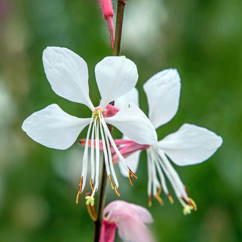 white heirloom flower seeds