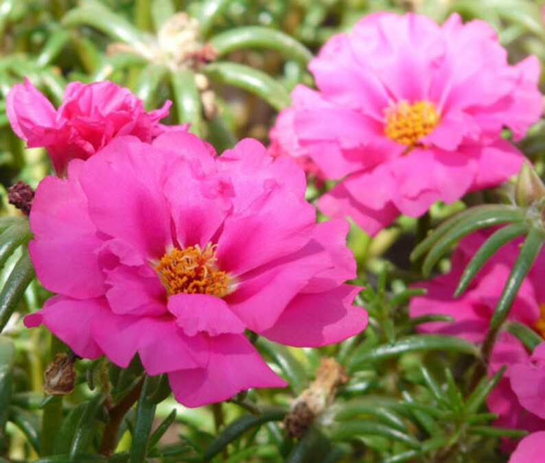 Organic Heirloom Non-GMO Pink Portulaca Seeds for Planting – Vibrant Moss Rose Flowers, High Germination