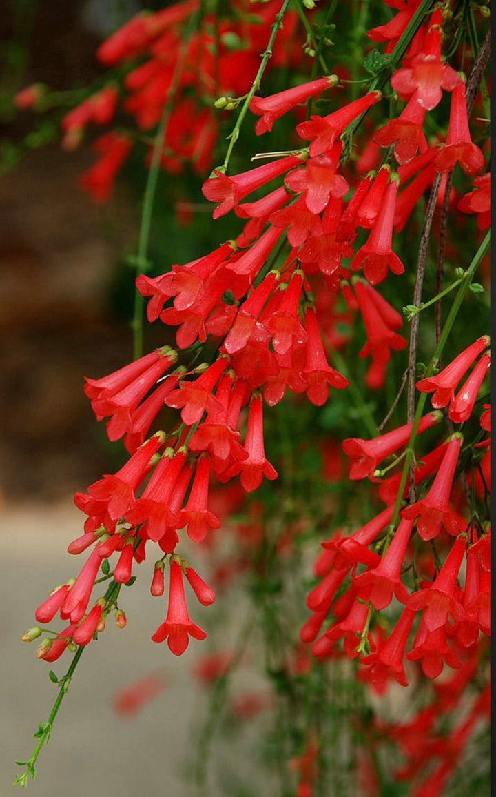 Heirloom Russelia Flower Seeds, Non-GMO Firecracker Blooms for Hummingbird-Friendly Garden Planting
