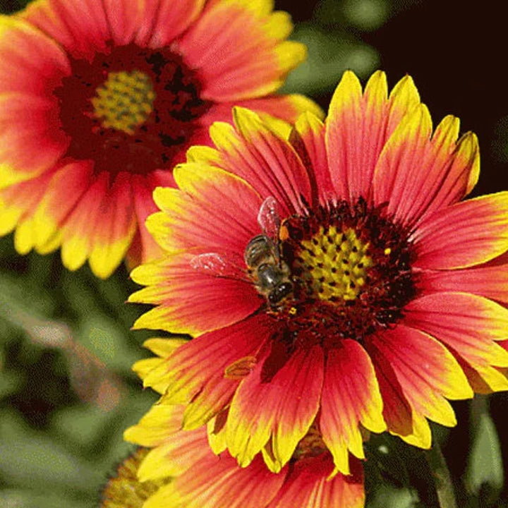 Gaillardia Pulchella Flower Seeds for Planting – Heirloom Non-GMO Vibrant Drought-Tolerant Blooms | High Germination