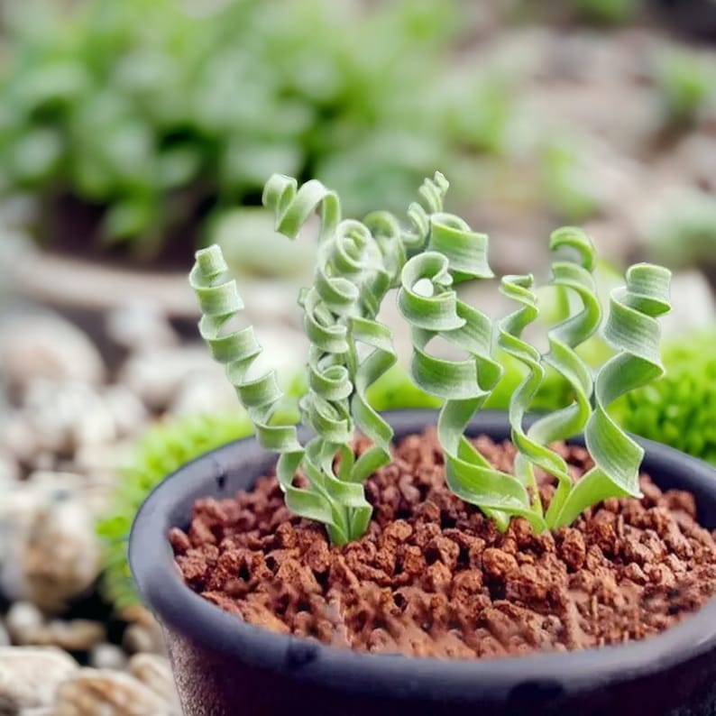 Organic Heirloom Non-GMO Spiralis Seeds for Planting – Fresh Vibrant Ornamental Plants