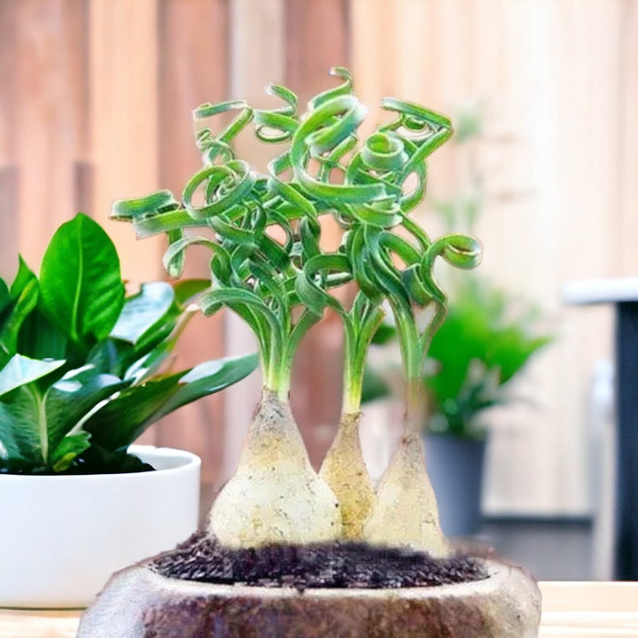 Organic Heirloom Non-GMO Spiralis Seeds for Planting – Fresh Vibrant Ornamental Plants