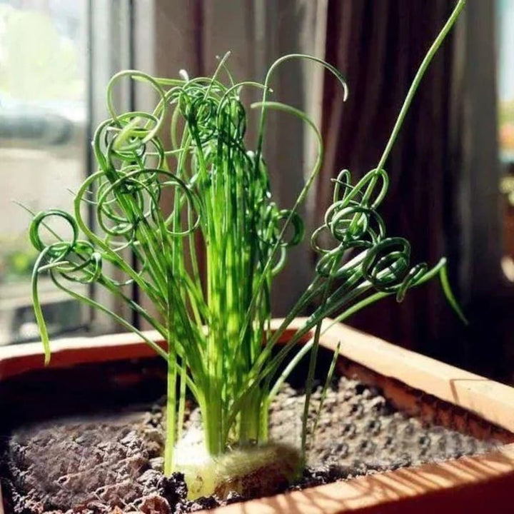 Organic Heirloom Non-GMO Spiralis Seeds for Planting – Fresh Vibrant Ornamental Plants