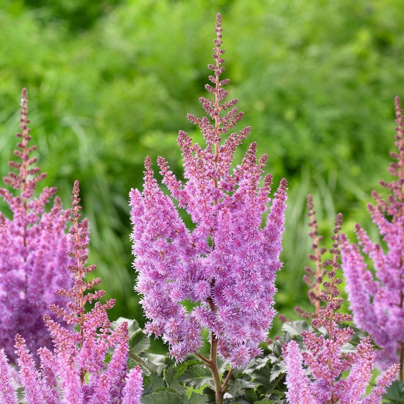 purple astilbe flower seeds