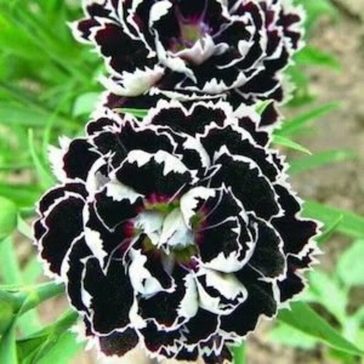 Organic Heirloom Non-GMO Black White Dianthus Seeds for Planting – Bicolor Garden Blooms
