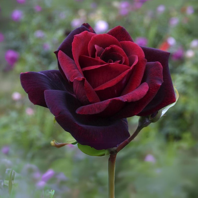 black maroon flower seeds