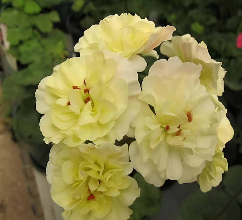 Yellow Geranium Flower Seeds for Garden Planting - 100 pcs