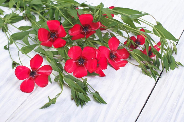 Heirloom Grandiflorum Flower Seeds, Non-GMO Vibrant Blooms for Colorful Garden Planting