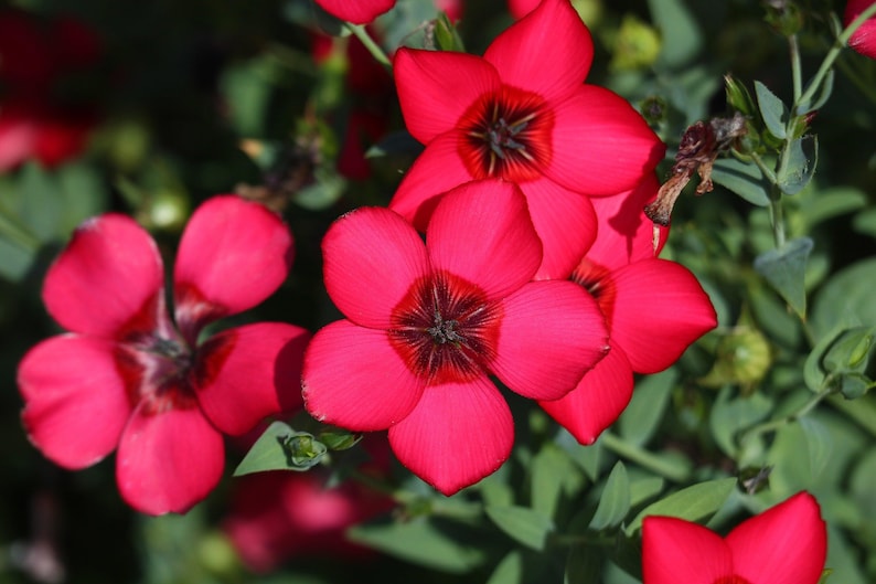 heirloom grandiflorum flower seeds