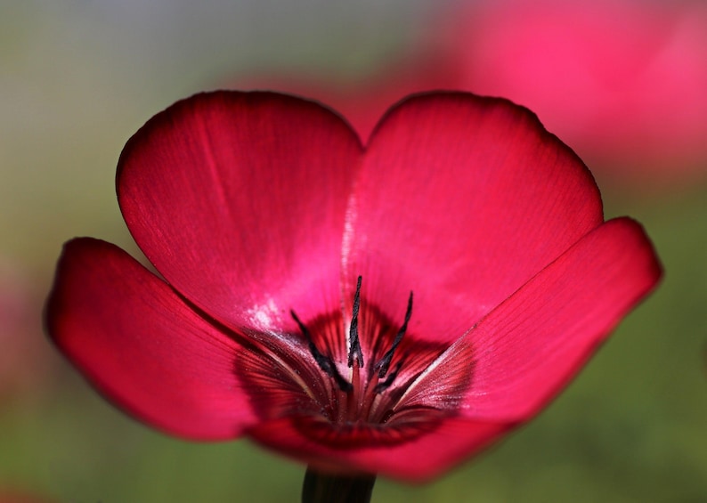 Heirloom Grandiflorum Flower Seeds, Non-GMO Vibrant Blooms for Colorful Garden Planting