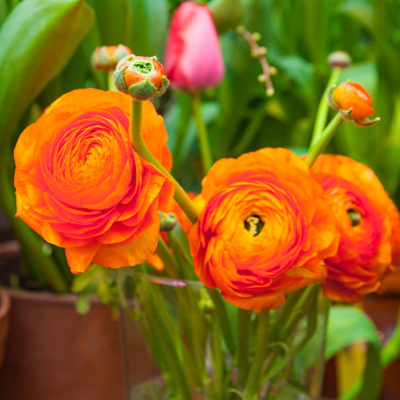 organic heirloom flower seeds