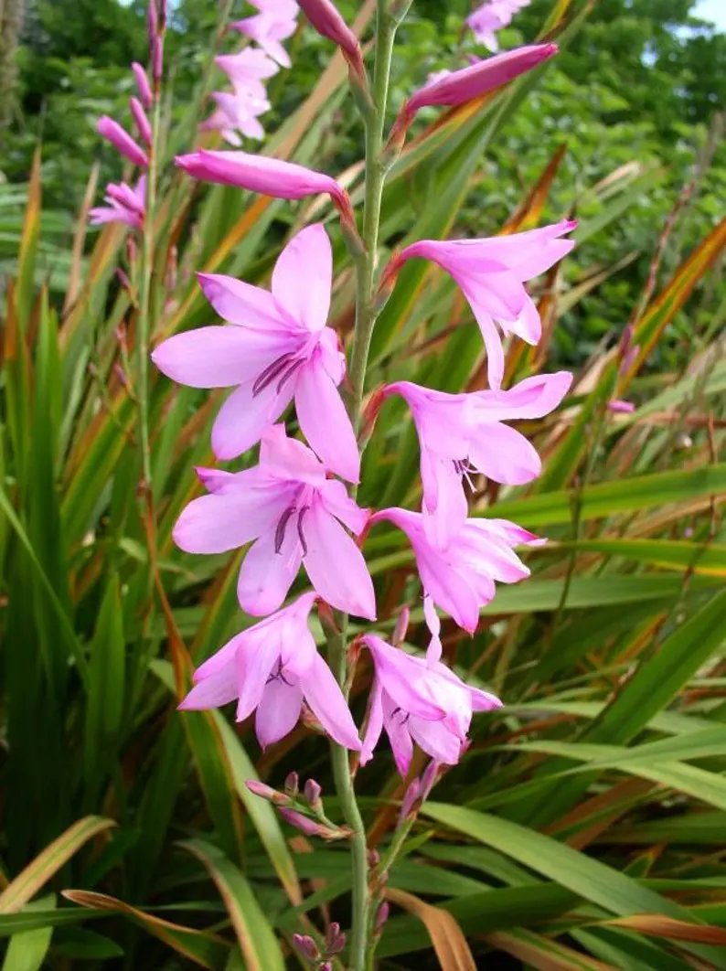 watsonia borbonica flower seeds