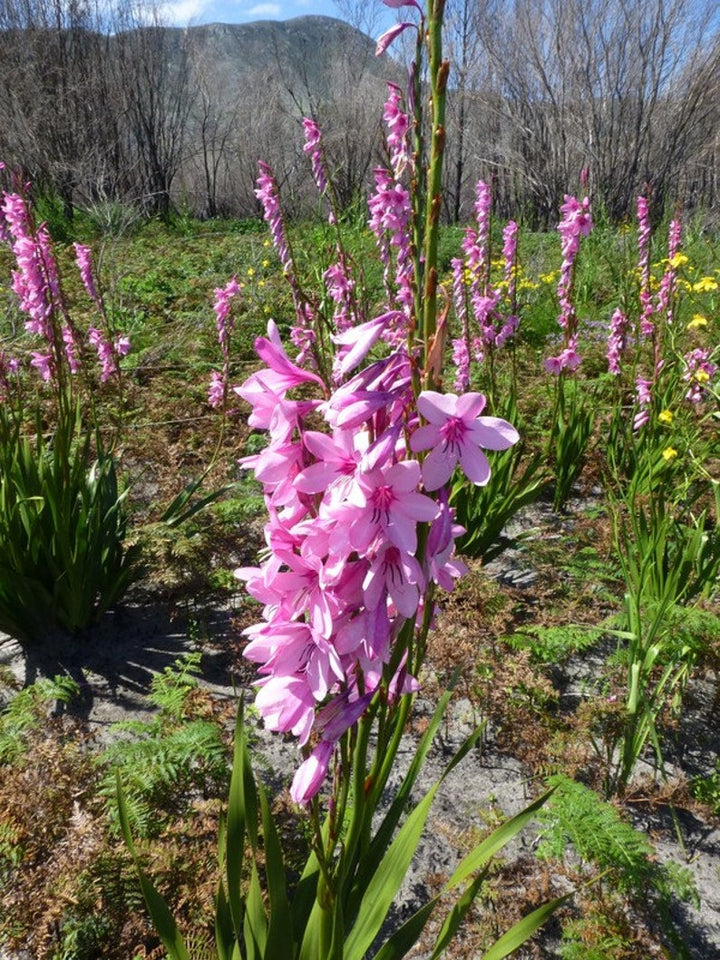 Watsonia Borbonica Flower Seeds for Planting, Heirloom, Non-GMO