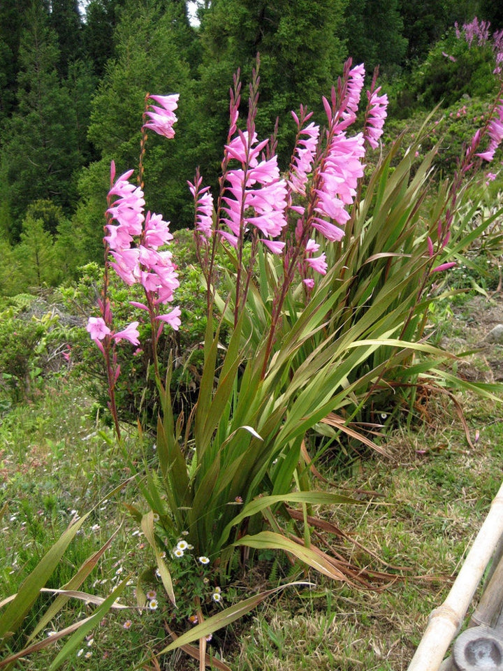 Watsonia Borbonica Flower Seeds for Planting, Heirloom, Non-GMO