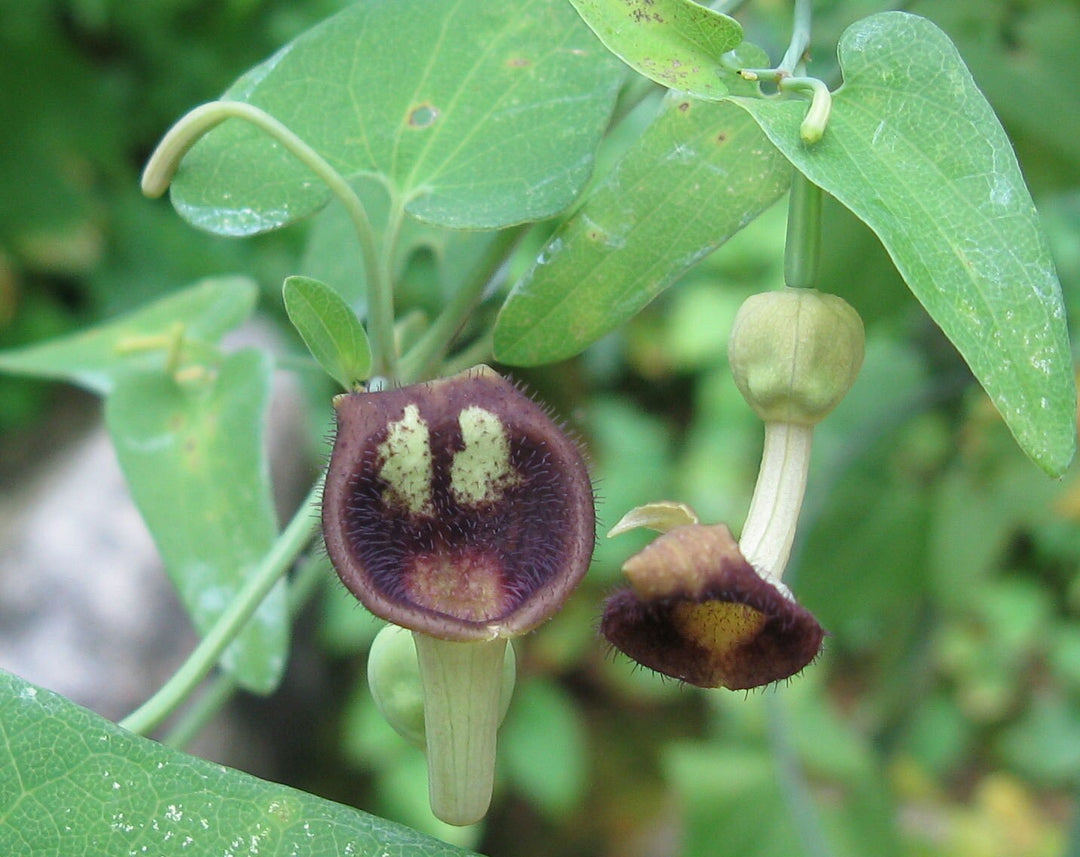 Aristolochia Debilis Blomsterfrø til udplantning 100 stk