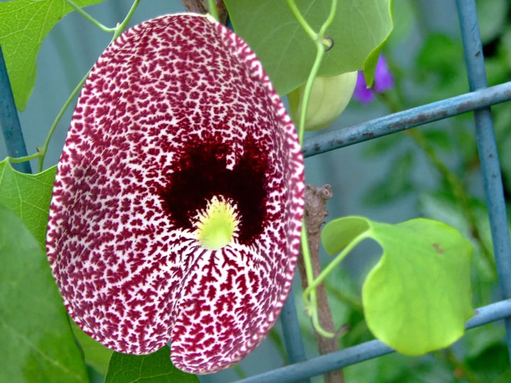 Aristolochia Elegans Flower Seeds for Planting - 100 pcs