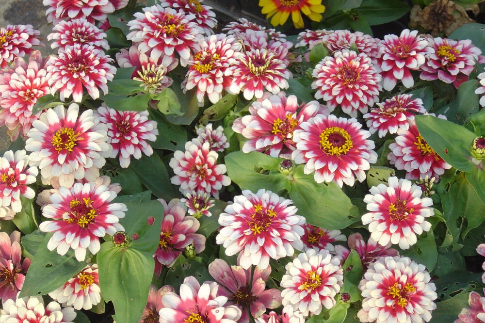 Rød creme Zinnia blomsterfrø til plantning 100 stk