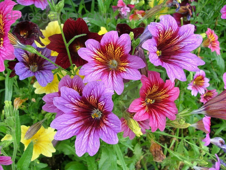 Heirloom Non-GMO Salpiglossis Flower Seeds for Planting – Colorful Trumpet-Shaped Blooms | High Germination