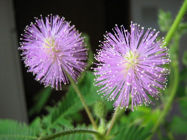 Plantas Sensibles Blomsterfrø til udplantning - 100 stk