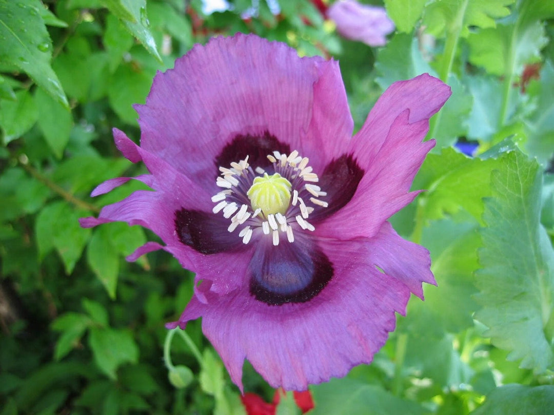 blue persian flower seeds
