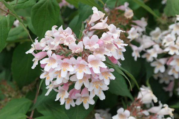 Pink Linnaea Amabilis Blomsterfrø til udplantning - 100 stk