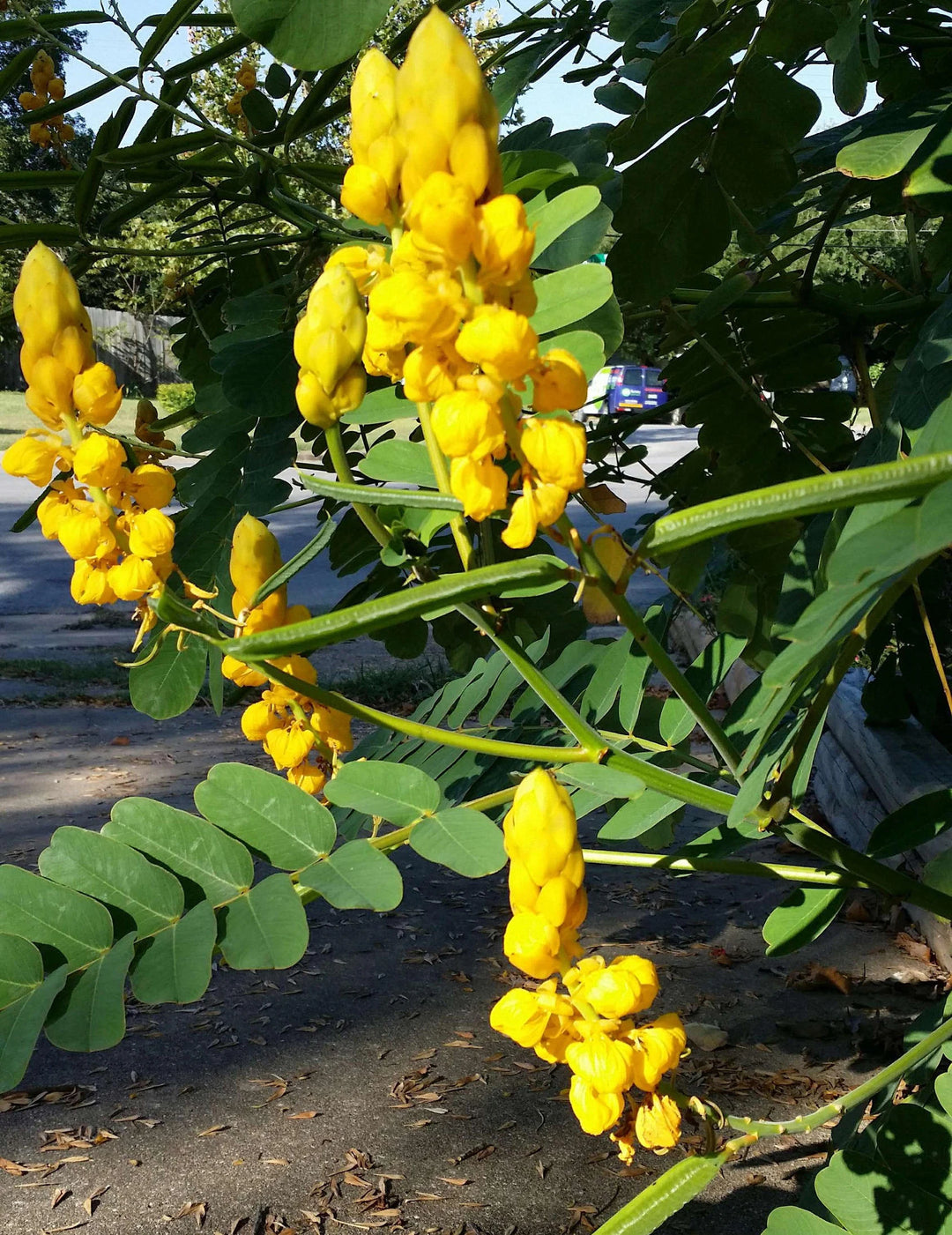 Heirloom Cassia Alata Flower Seeds – Non-GMO Medicinal & Ornamental Garden Seeds, High Germination Organic Seeds
