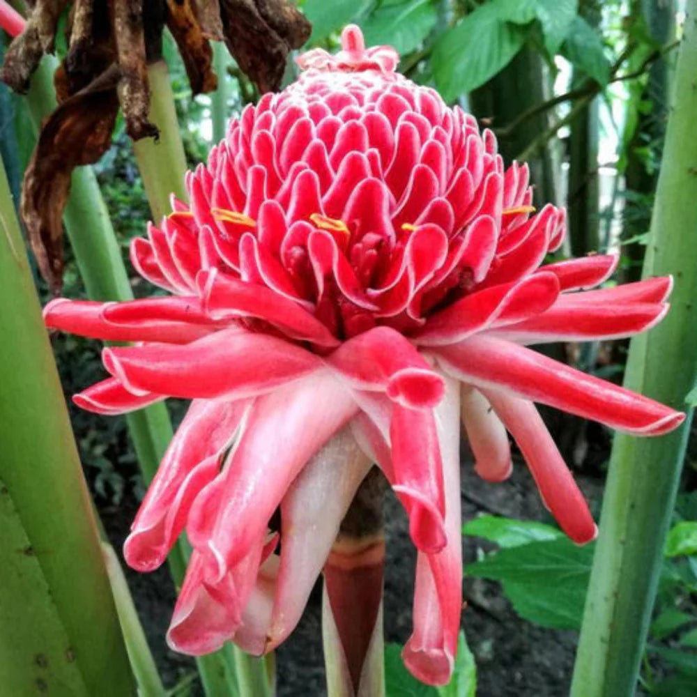 pink etlingera flower seeds