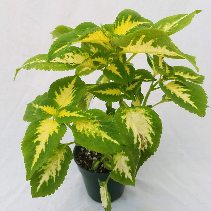 Yellow Green Coleus Plant Seeds for Planting - 100 pcs