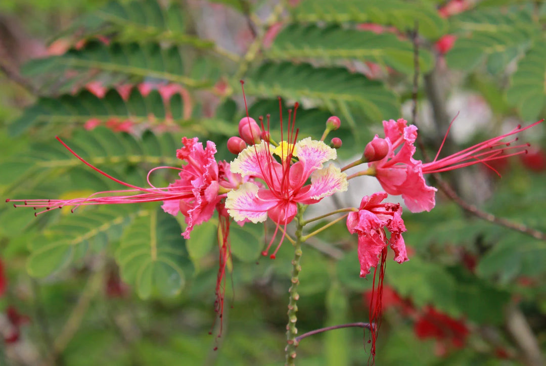 Pink Caesalpinia Flower Seeds for Planting – Heirloom, Non-GMO, High Germination Tropical Garden Seeds