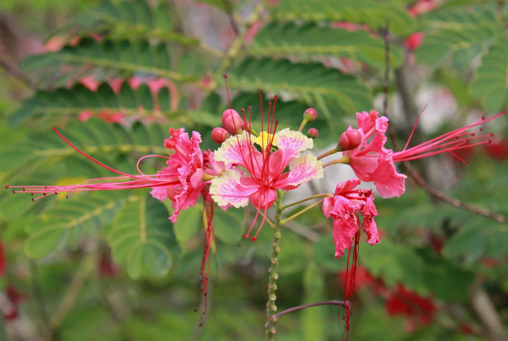 Pink Caesalpinia Flower Seeds for Planting – Heirloom, Non-GMO, High Germination Tropical Garden Seeds