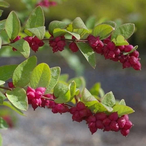 Rare Coralberry Symphoricarpos Orbiculatus Seeds for Garden Enthusiasts  100 pcs