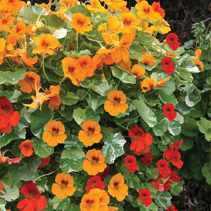 Heirloom Nasturtium Jewel Seeds – Non-GMO Flower Seeds for Planting | High Germination Organic Garden Blooms