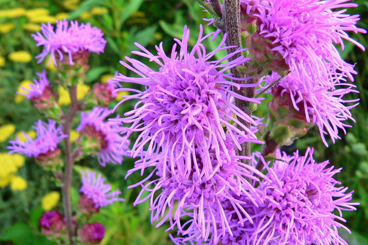 Liatris Ligulistylis Meadow Blazing Star Blomsterfrø til udplantning 100 stk