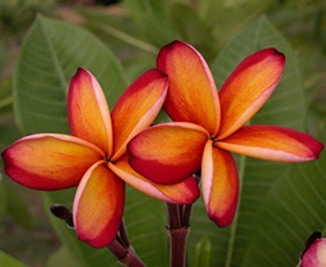 Frangipani Blomsterfrø Rød Hvid til Plantning 100 stk