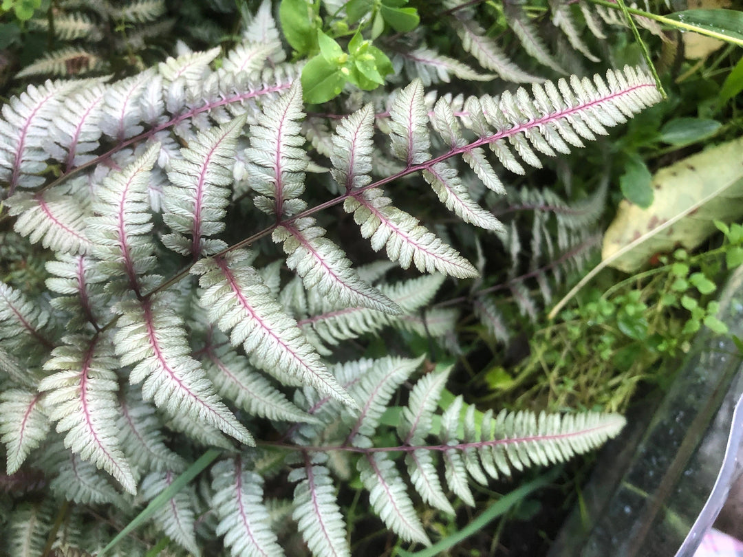 Japanese Painted Fern Plant Seeds for Planting  heirloom & Non-GMO Seeds