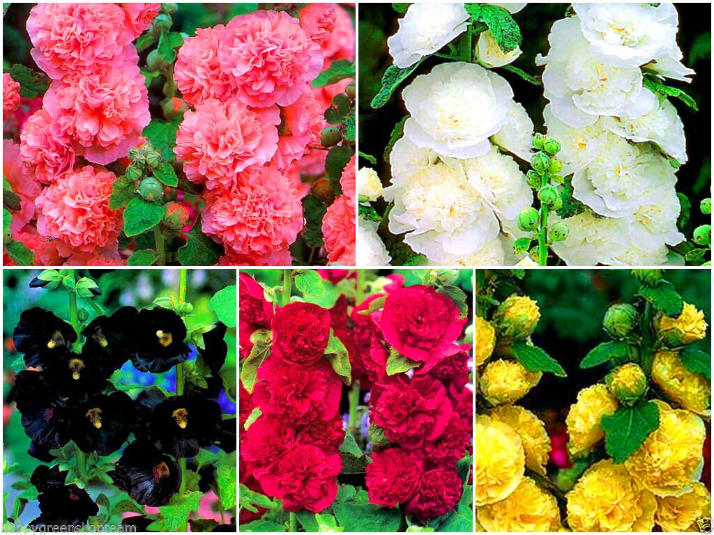 Althaea Rosea Flower Seeds for Planting - Mixed Colors 100 pcs