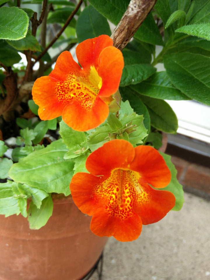 Orange Mimulus Flower Seeds for Planting - 100 pcs