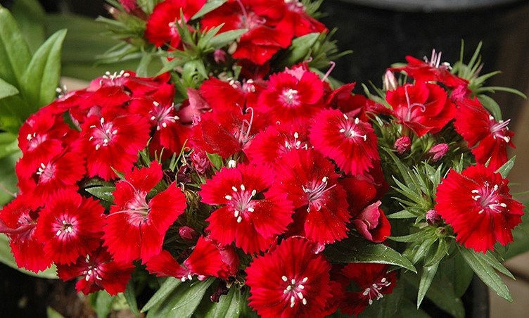 Bourgogne Dianthus blomsterfrø til udplantning - 100 stk