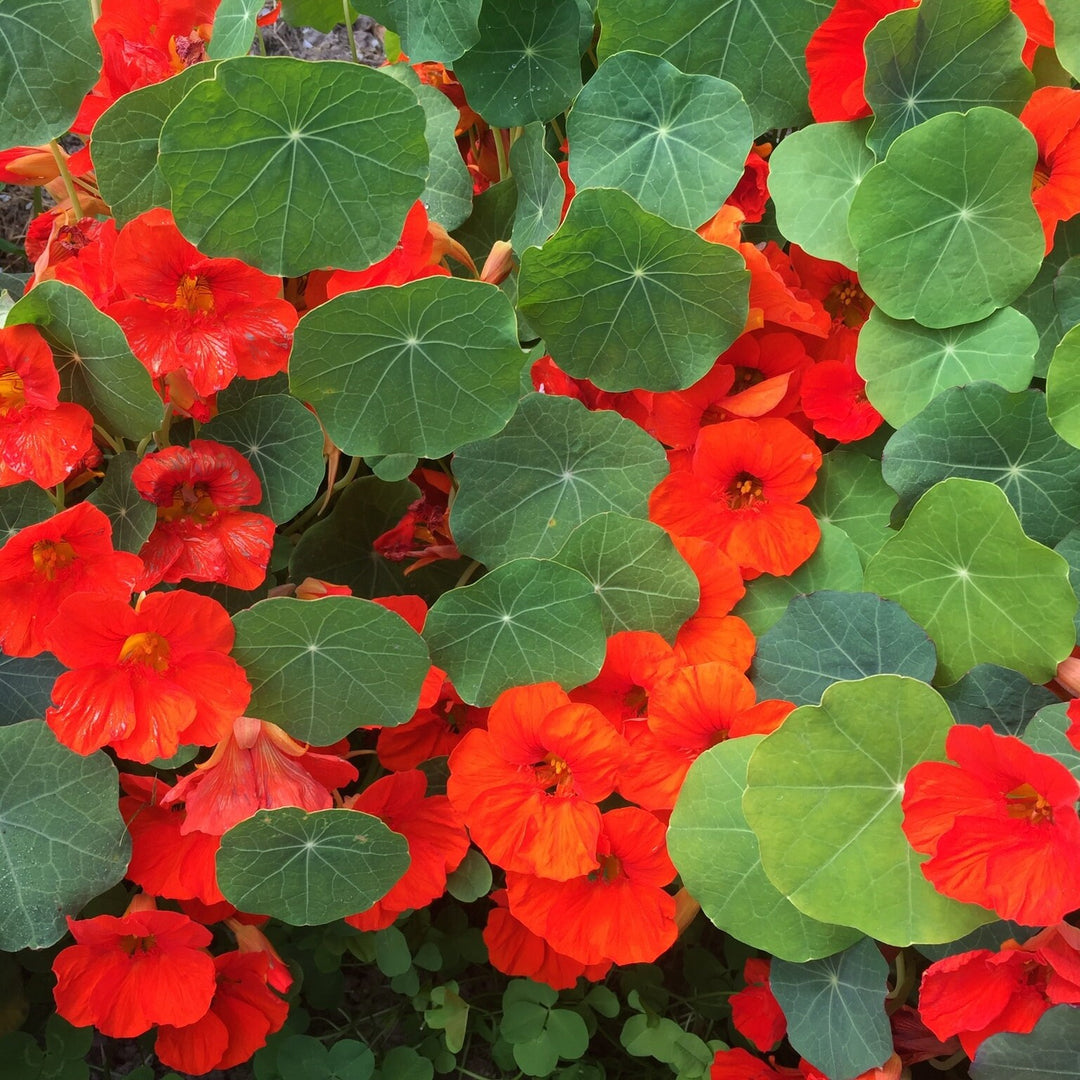 Orange Hanging Nasturtium Seeds for Planting – Heirloom, Non-GMO, High Germination Garden Seeds for Home Garden