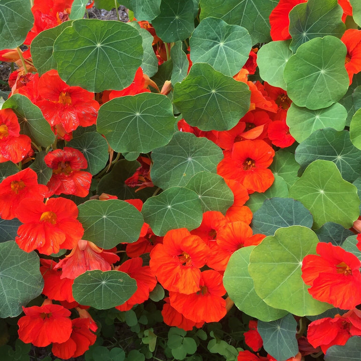 Orange Hanging Nasturtium Seeds for Planting – Heirloom, Non-GMO, High Germination Garden Seeds for Home Garden