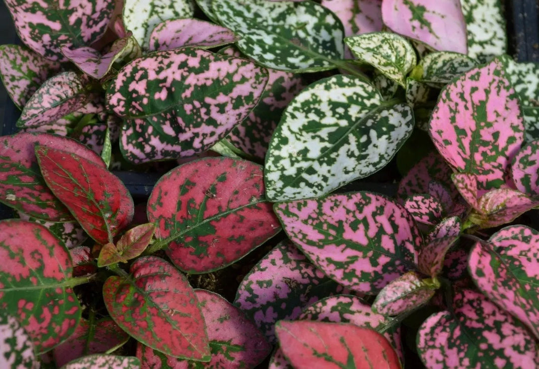 pink green flower seeds