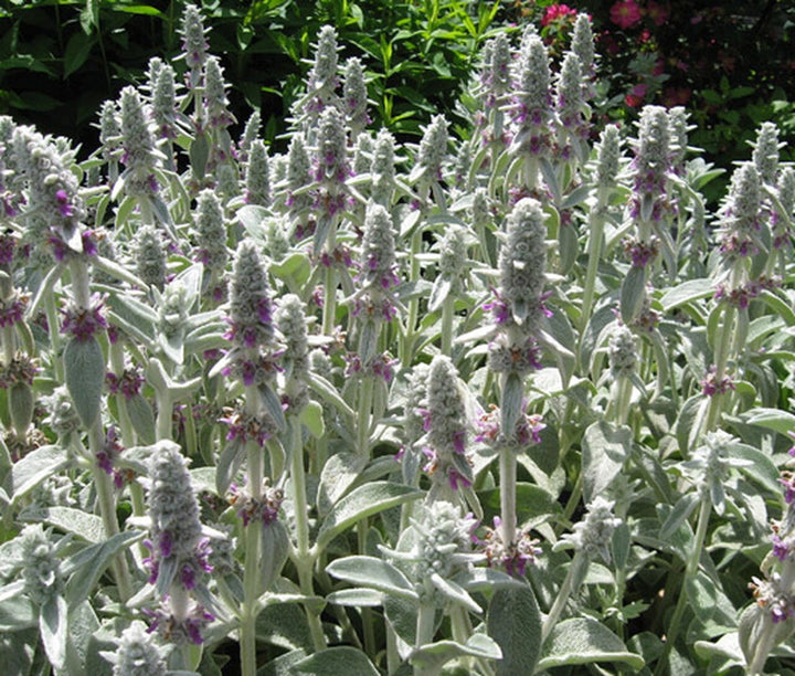 Stachys Flower Seeds for Planting - 100 pcs