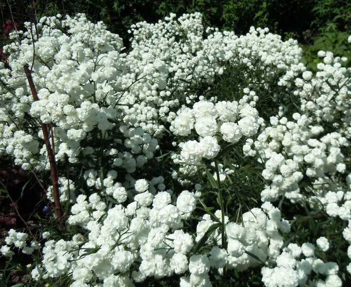 White Pellitory Flower Seeds for Planting, 100 pcs