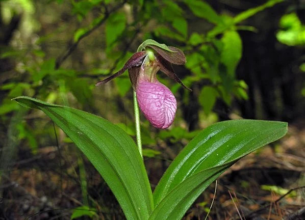 Pink Lady's Slipper Flower Seeds for Planting 100 pcs