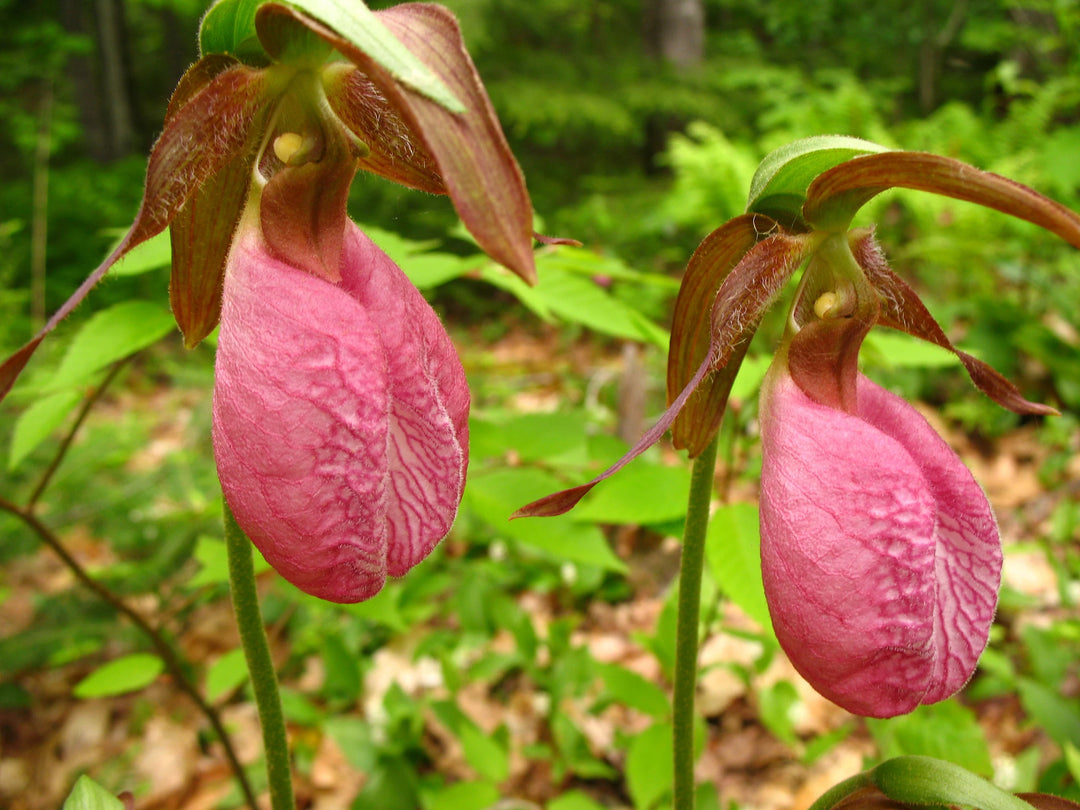 Pink Lady's Slipper Orkidé Blomsterfrø til udplantning 100 stk